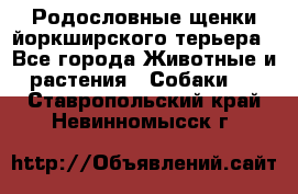 Родословные щенки йоркширского терьера - Все города Животные и растения » Собаки   . Ставропольский край,Невинномысск г.